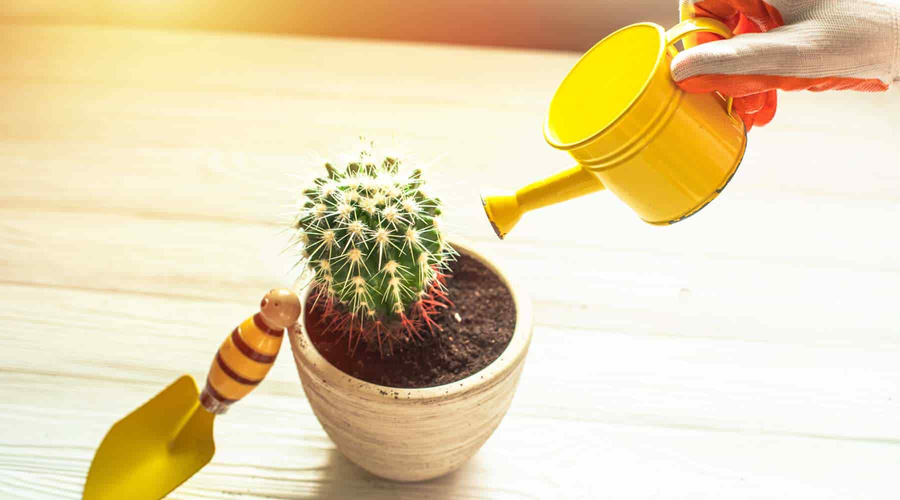 Cactus Care Basics: Light, Water, and Soil for Indoor Success  Bloombox  Club