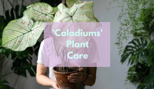 Care For Your Caladiums at Home