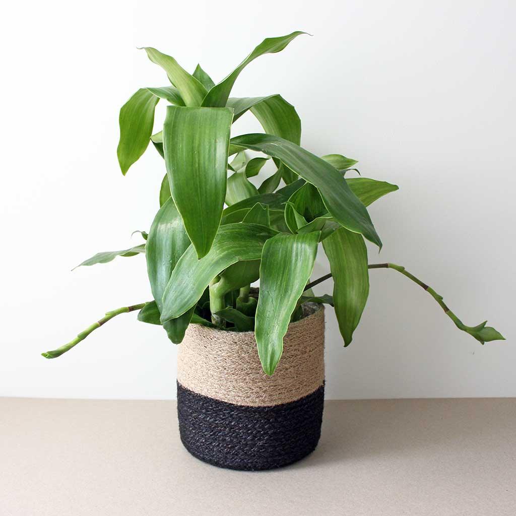 Basket Plant | Callisia fragans 'Variegata'  Bloombox Club