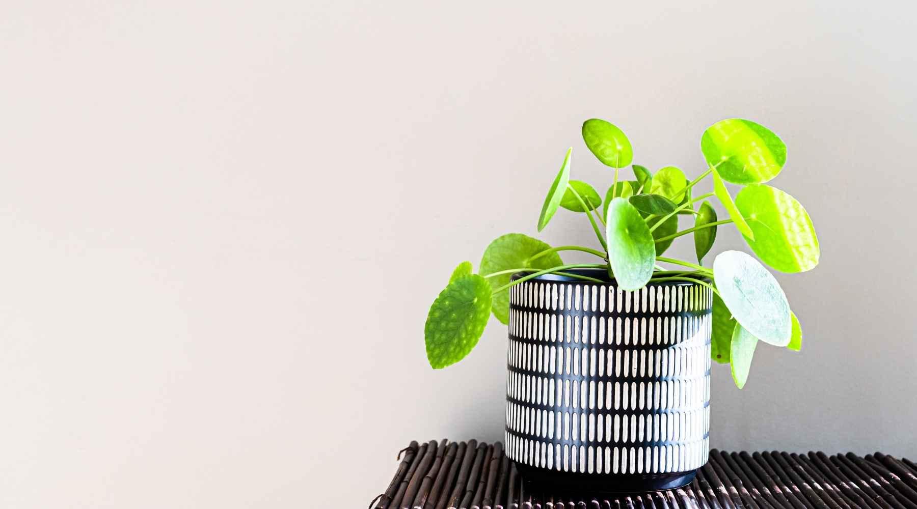 Chinese Money Plant Care Guide: How To Grow and Maintain Them  Bloombox  Club