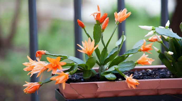 Common Christmas Cactus Problems And The Solutions