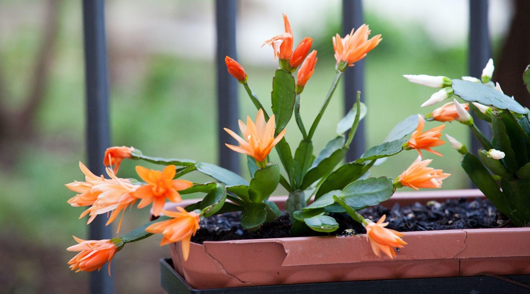 Common Christmas Cactus Problems And The Solutions  Bloombox Club