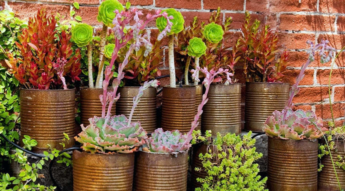 Common Container Gardening Mistakes You Need to Avoid