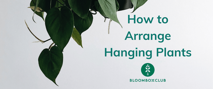 How to Arrange Hanging Plants