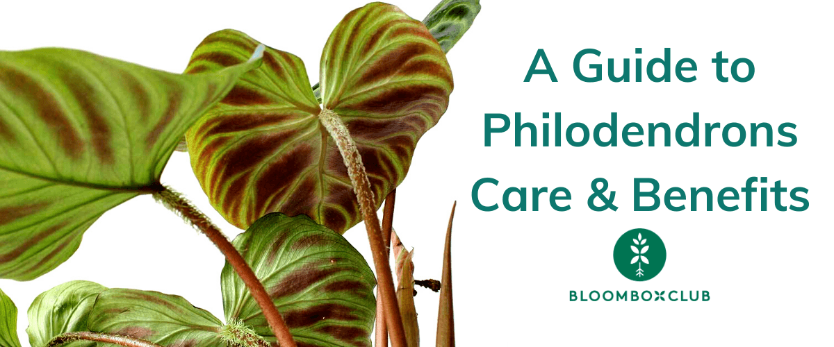 A Guide to Philodendrons: Care & Benefits  Bloombox Club