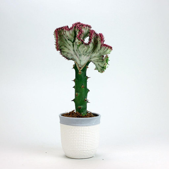Coral Cactus | Euphorbia Lactea Cristata