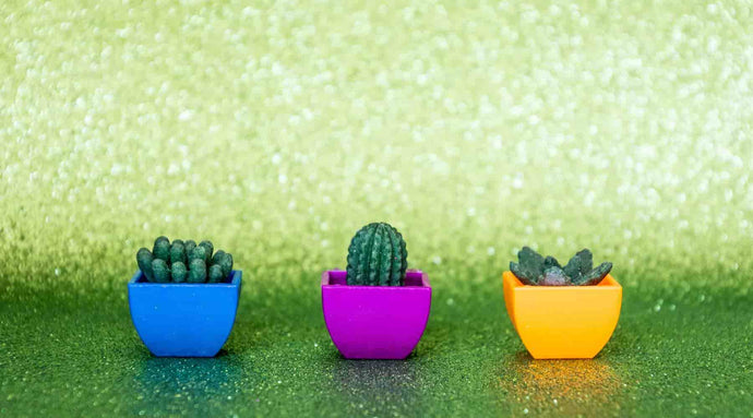 Creative Cactus Gift Ideas for Plant Lovers
