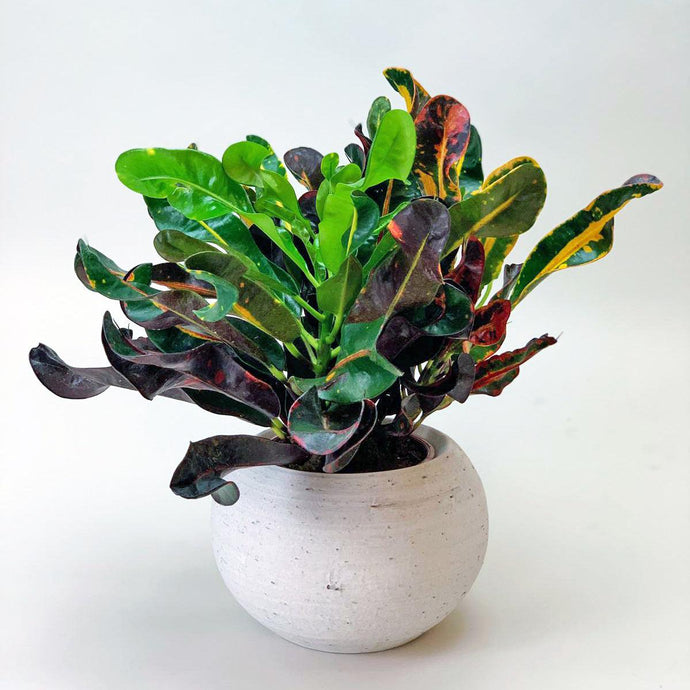 Croton Mammy | Codiaeum variegatum ‘Mammy'