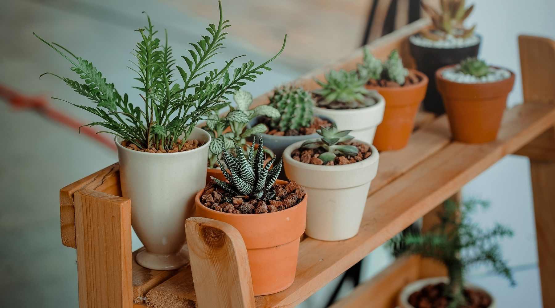 17 Pretty Decorative Indoor Plant Pots  Bloombox Club