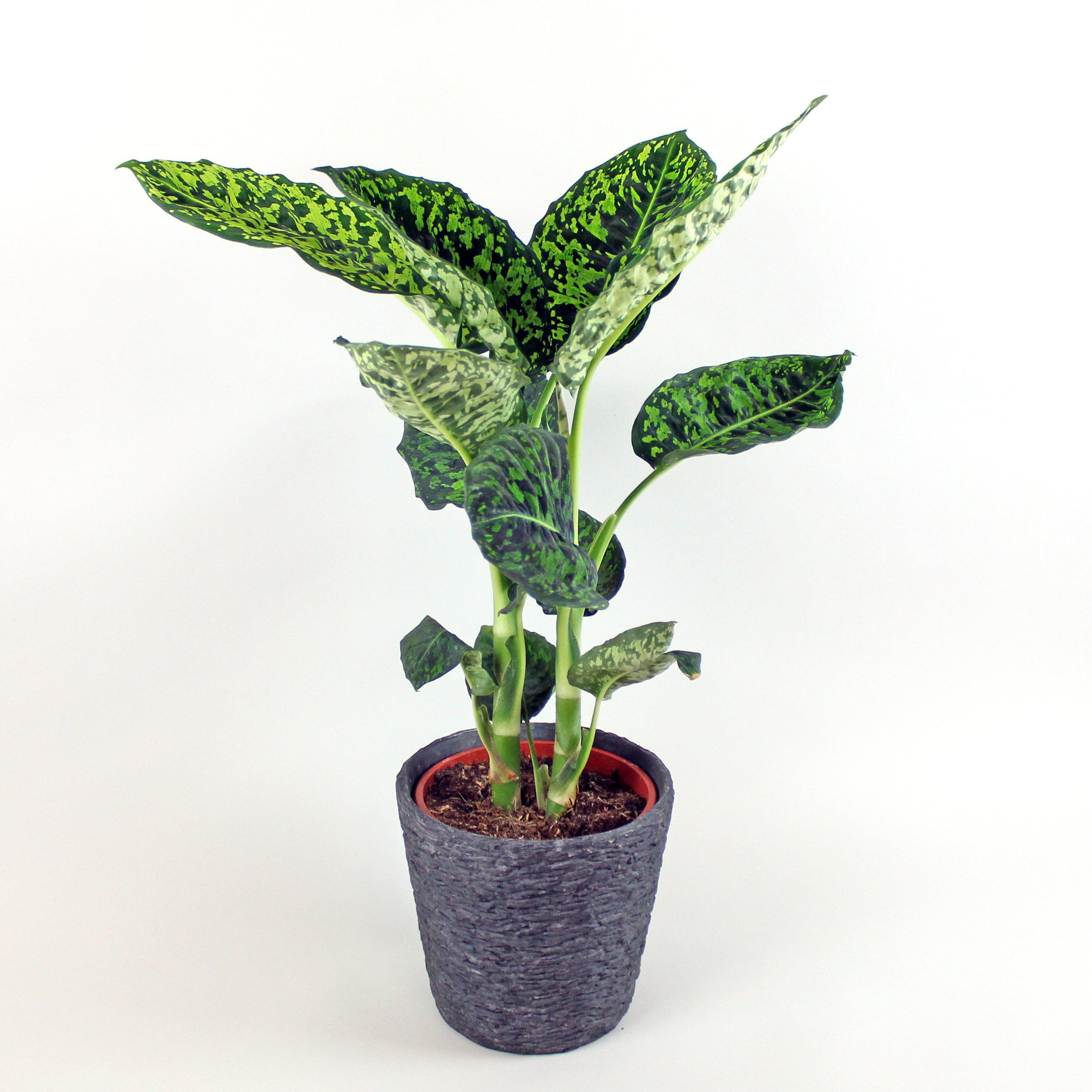 fiddle leaf fig where to buy Fiddle Leaf Fig Tree for Sale