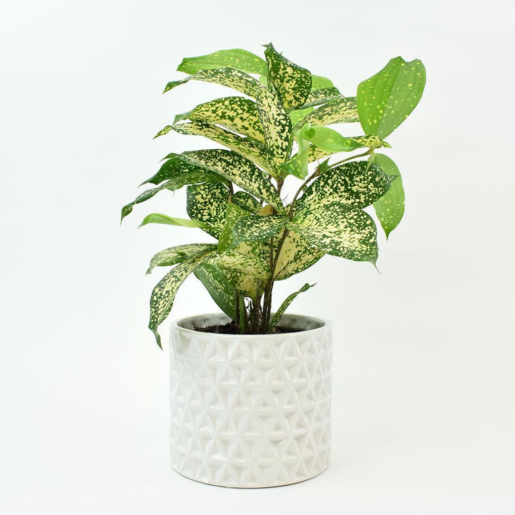 Gold Dust Drac | Dracaena Godseffiana  Bloombox Club
