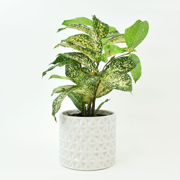 Gold Dust Drac | Dracaena Godseffiana