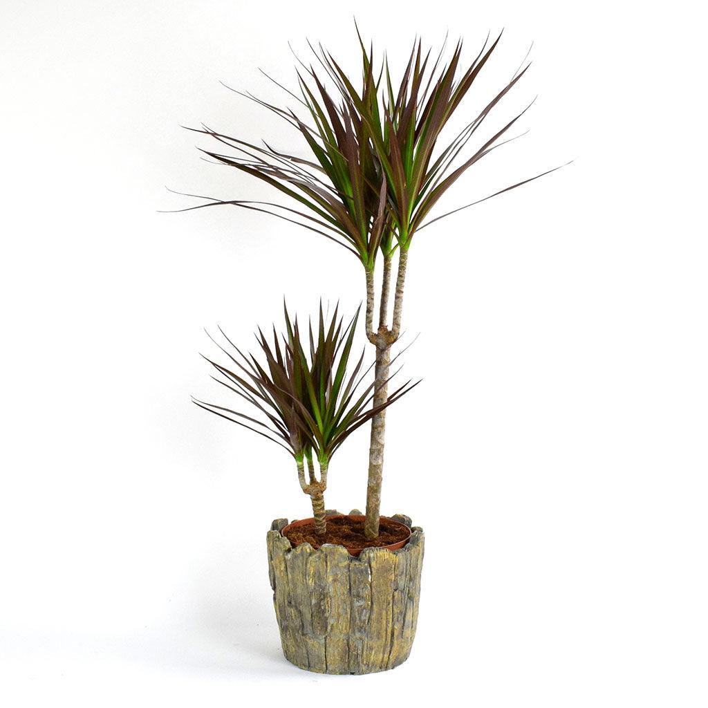 plant stand indoor tall Iron X-Tall Plant Stand main image 0