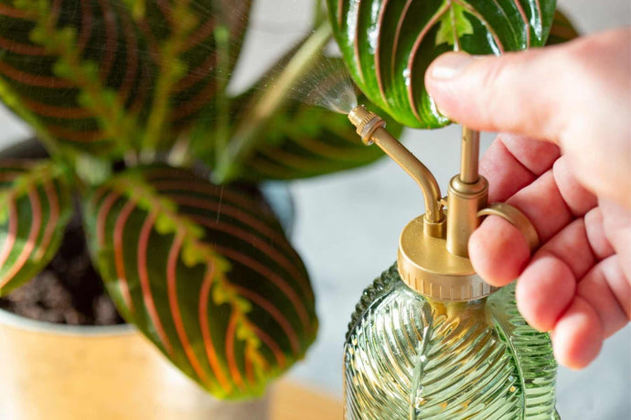 Essential Tips To Care For Your Prayer Plants