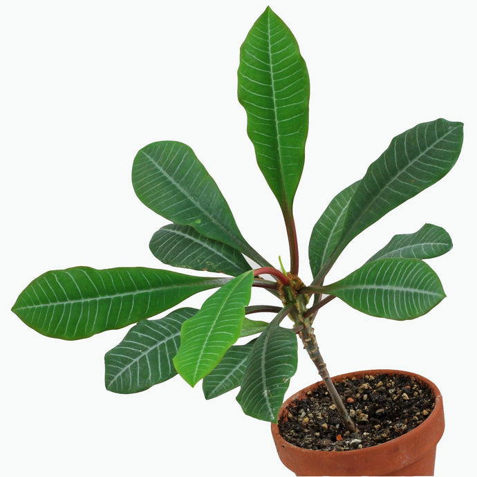 Madagascar Jewel | Euphorbia leuconeura