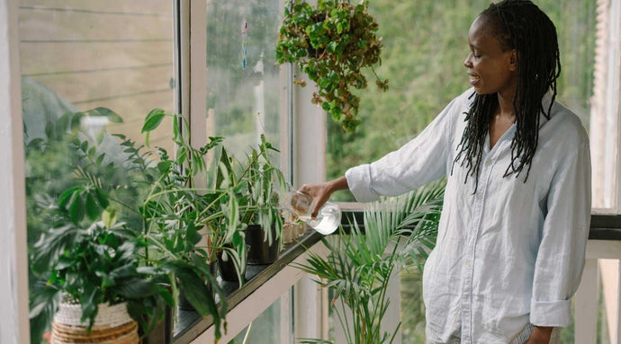 Everything To Consider Before Buying An Indoor Plant