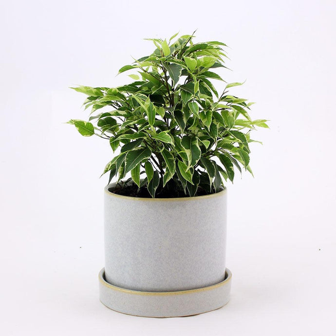 Weeping Fig 'Kinky' | Ficus Benjamina 'Kinky'