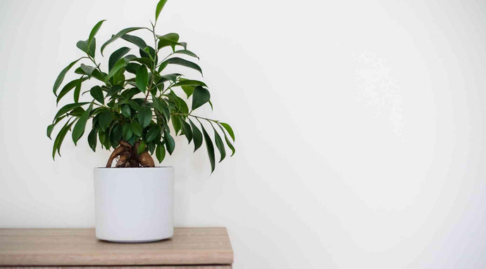 Ficus Plant Care: How To Grow & Maintain Ficus Plants Indoors