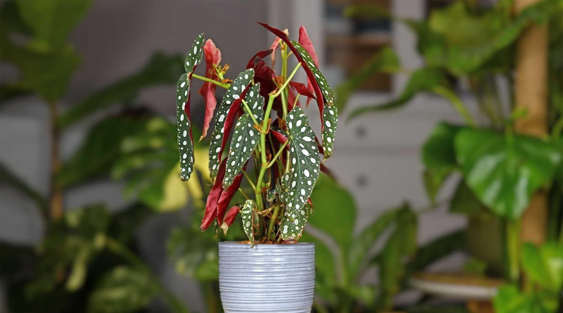 Guide On How To Grow And Care For Polka Dot Plants  Bloombox Club