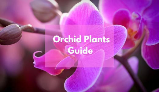 A Guide To Orchid Plants - Types And Caring Tips