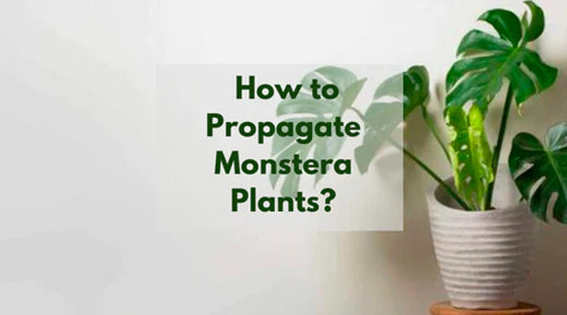 A Step-by-Step Guide to Propagating Monstera Plants