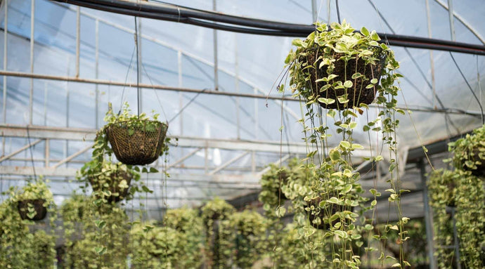 Low Maintenance Hanging Plants To Add Greenery To Your Space