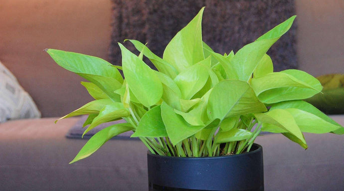 How To Care For Your Neon Pothos
