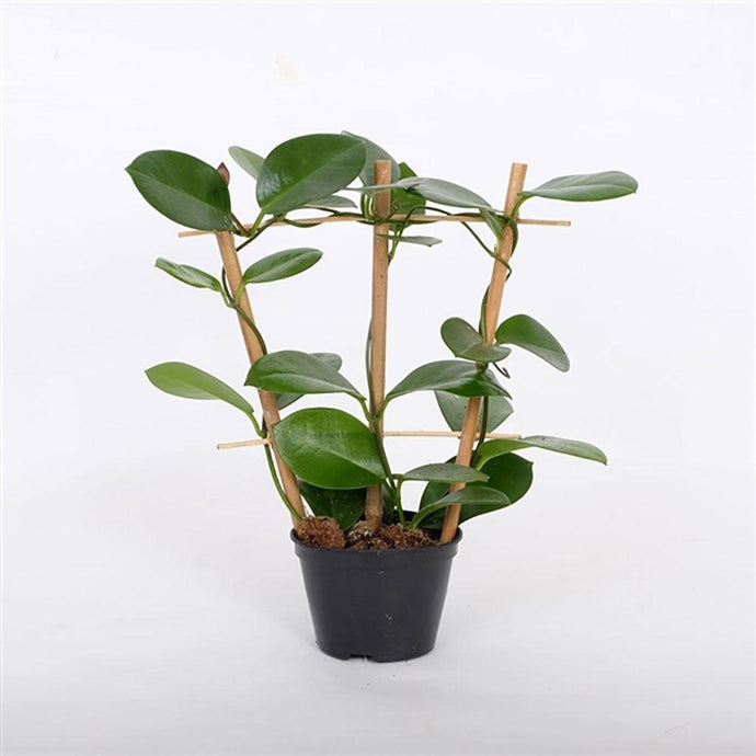 Wax Plant Australis | Hoya 'Australis'