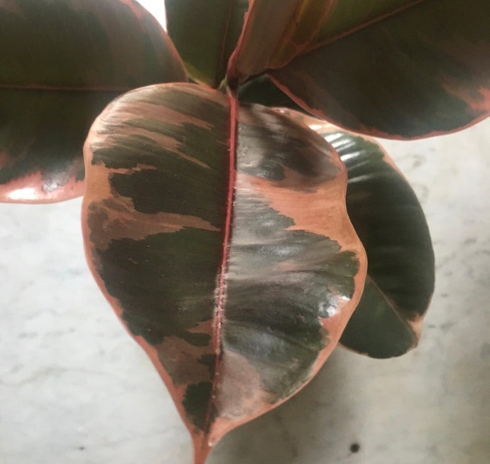 Rubber Plant Belize | Ficus elastica 'Belize'