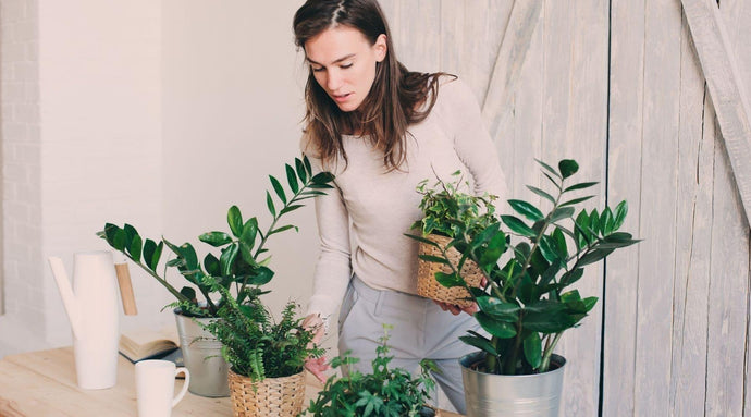 Indoor Plant Care: 9 Common Houseplant Mistakes To Avoid