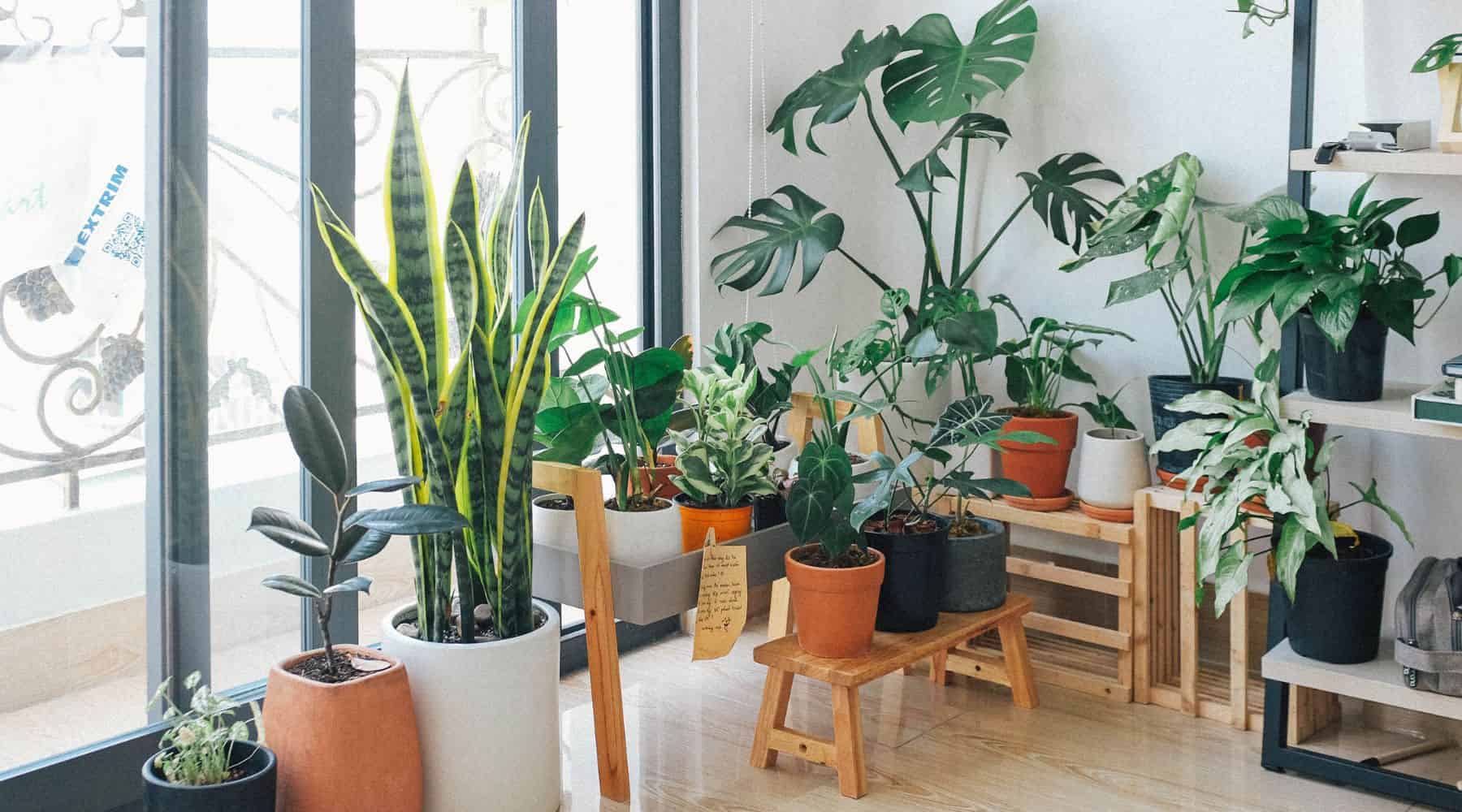 How Indoor Plants Improve Air Quality: The Science Behind It  Bloombox Club