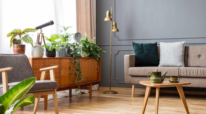 Indoor Plants That Make Your Living Room More Attractive