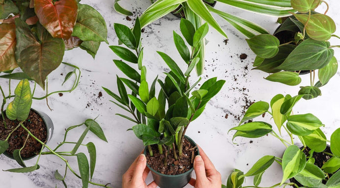 Indoor Plant Ideas For Low Light Spaces