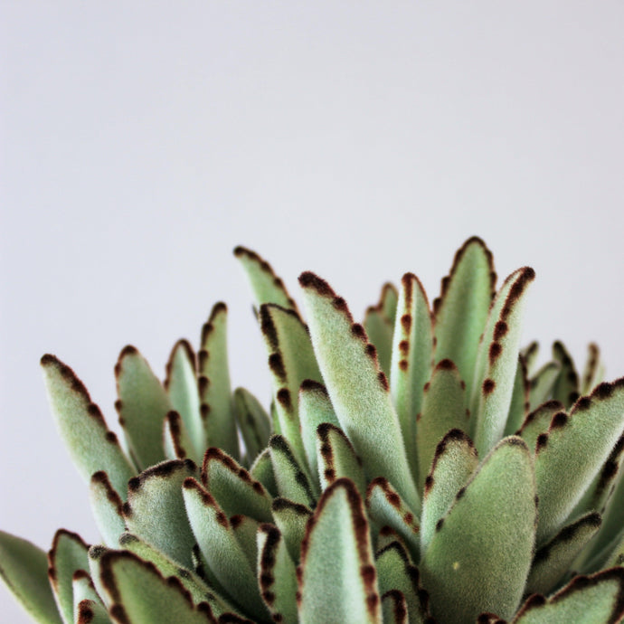 Panda Plant | Kalanchoe tomentosa