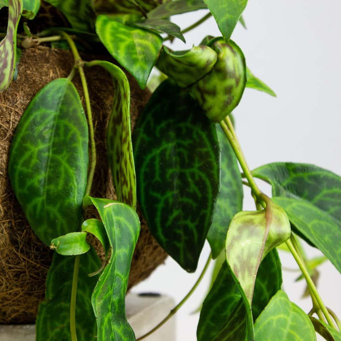 Low Maintenance Houseplants with Wow Factor!