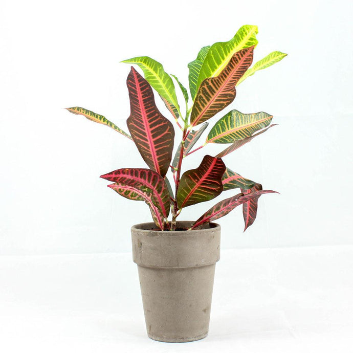 Croton Nervia | Codiaeum variegatum Nervia