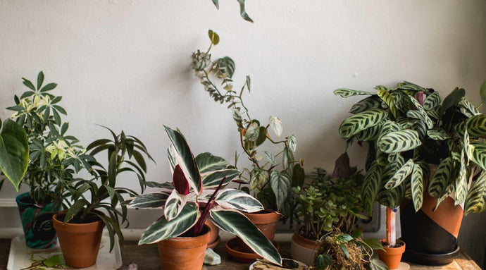 Large Indoor Plants For Your House That Make A Bold Statement
