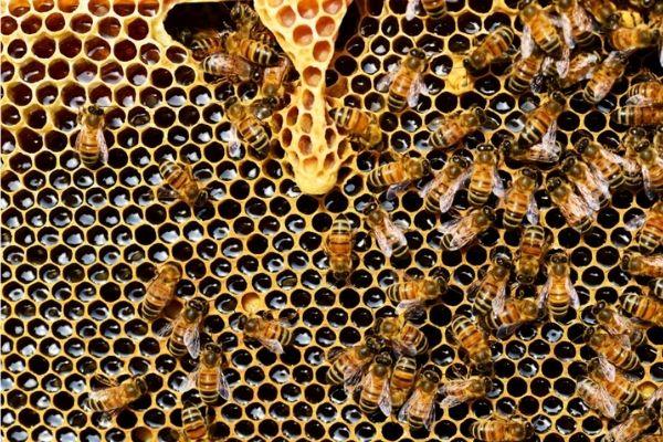 Let's Talk About Bees