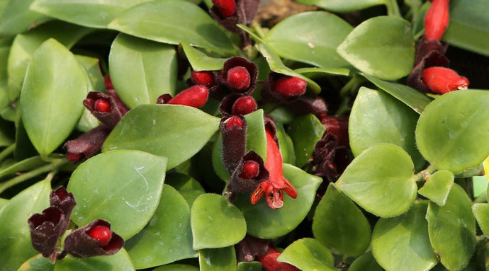 Lipstick Plant - How To Grow And Care For Them