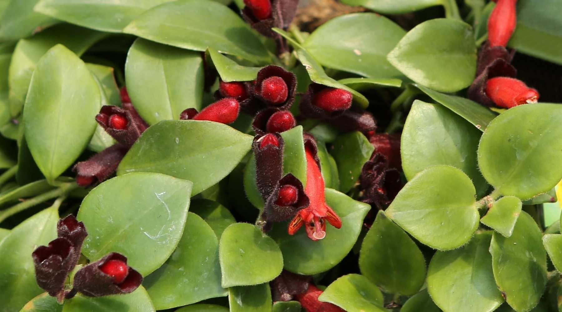 Lipstick Plant - How To Grow And Care For Them  Bloombox Club