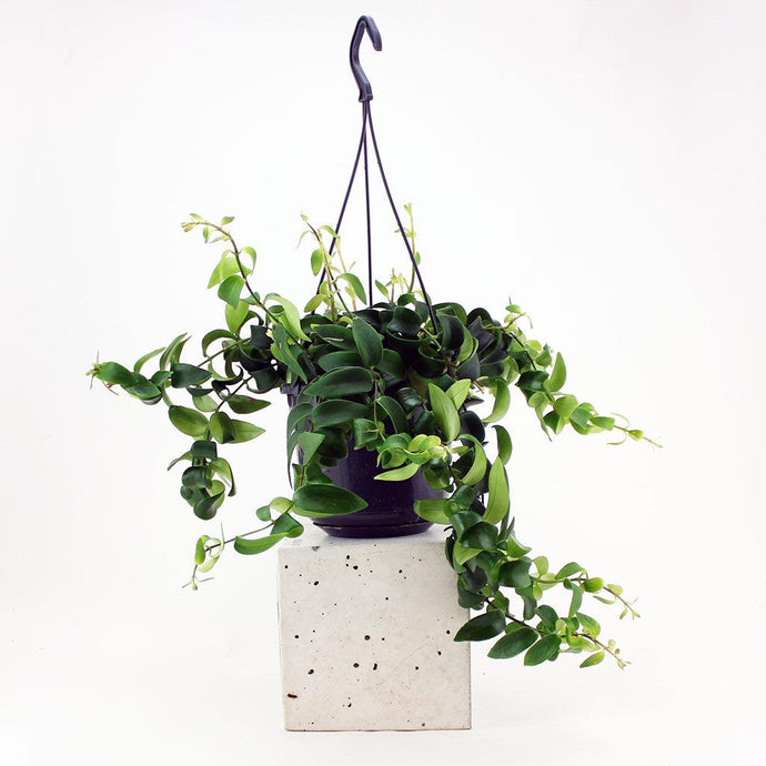 Lipstick Plant 'Japhrolepsis' | Aeschynanthus 'Japhrolepis'