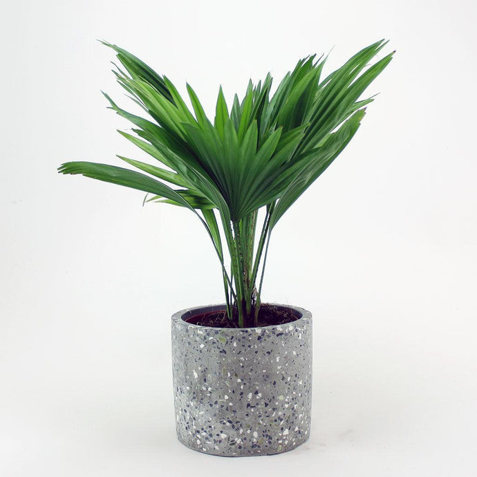 Footstool Palm | Livistona Rotundifolia
