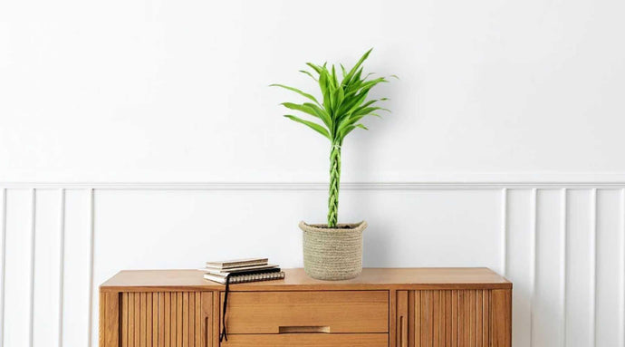 Lucky Bamboo Plant Benefits For You and Your Home