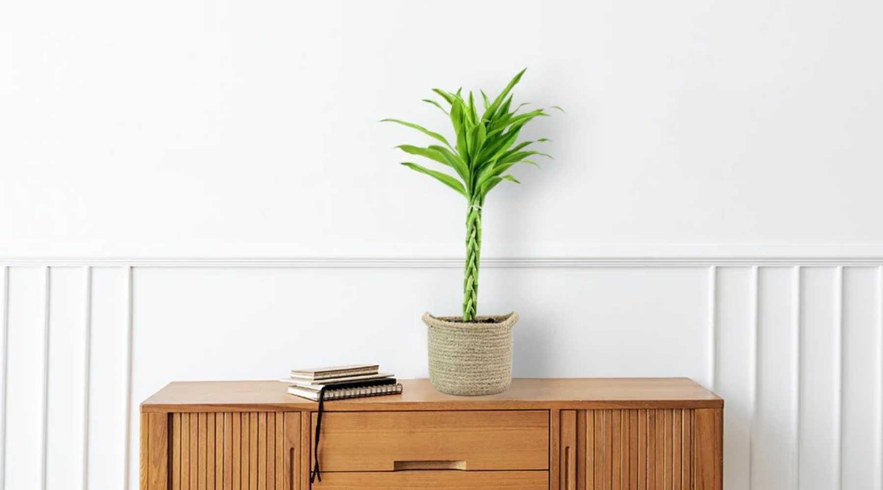 artificial palm plant Artificial Palm Tree  Green Thumb Haven