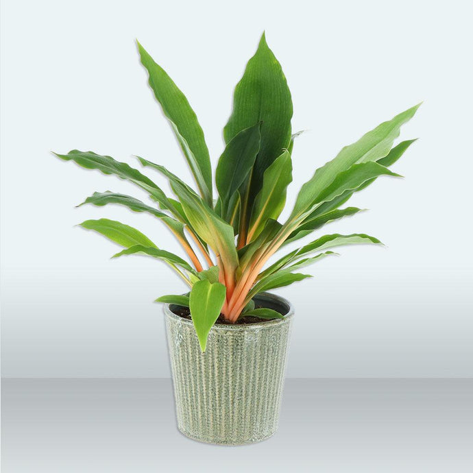 Mandarin Plant | Chlorophytum Orchidastrum 'Fire Flash'