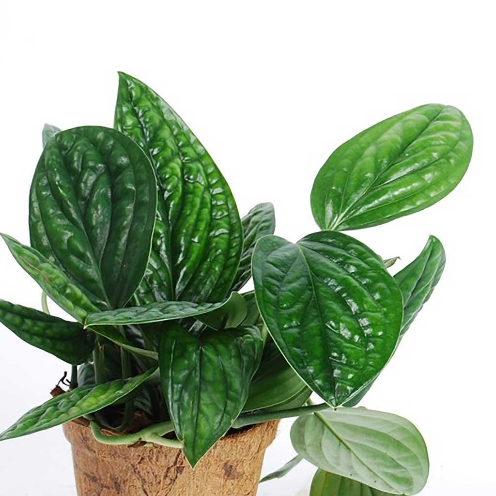 philodendron prince of orange pflege Philodendron Prince of Orange – Foliage Dreams main image 0