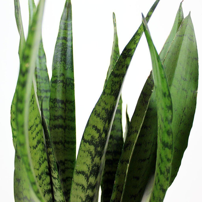 Everything you need to know about Sansevierias