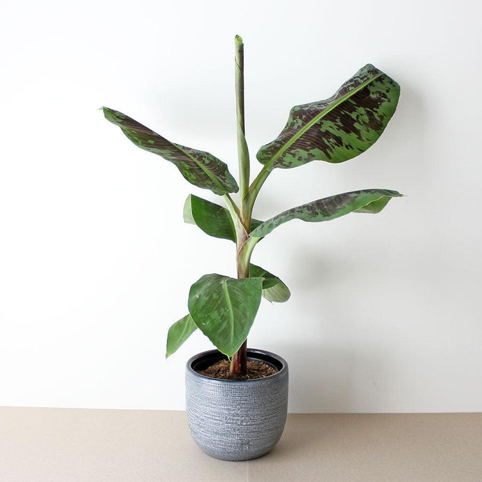 Banana Plant | Musa acuminata Dwarf Cavendish