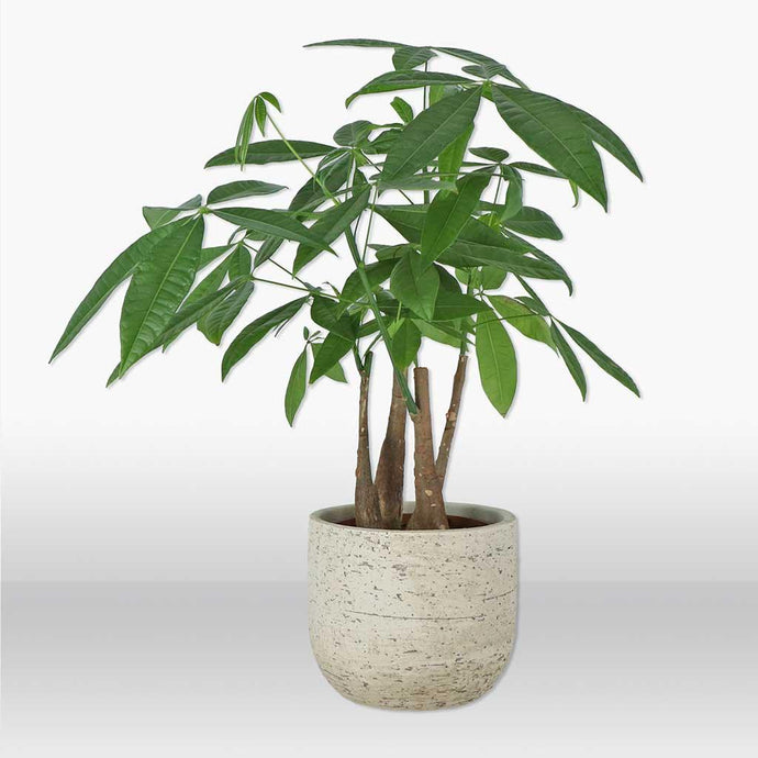 Money Tree | Pachira aquatica