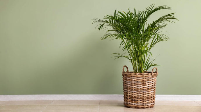 Palm Plants - How To Care For Them, Tips, And Tricks